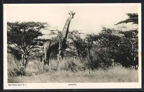 AK Giraffe in der Savanne