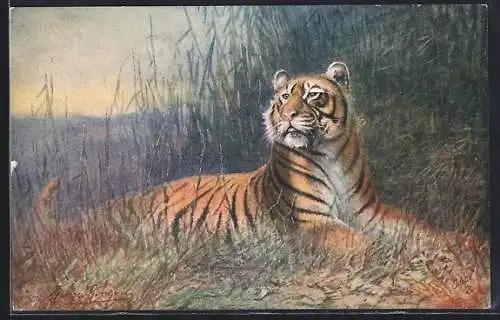 Künstler-AK Tiger ruht im Schilf