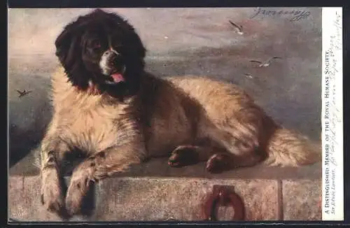 Künstler-AK Hund, Newfoundland Dog liegt auf einer Mauer