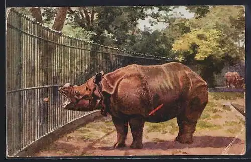 AK London, Zoological Gardens, Rhinoceros