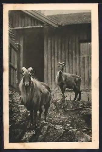 AK Wien, Menagerie Schönbrunn, Zwei Tharziegen