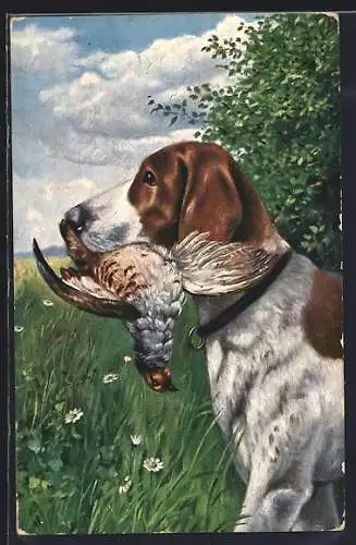 AK Jagdhund mit erbeutetem Vogel