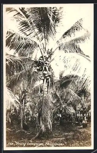AK Philippines, Young Cocoanuts