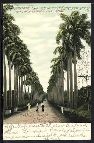 AK Havana, Royal Palms Avenue