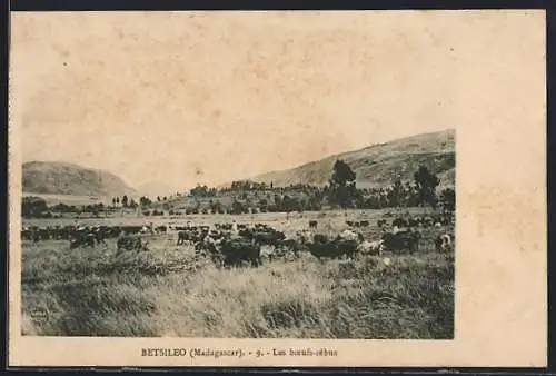 AK Betsileo, Les boeufs-zébus