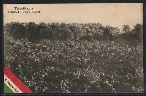 AK Bengasi /Tripolitania, Uliveto e Vigna 1911