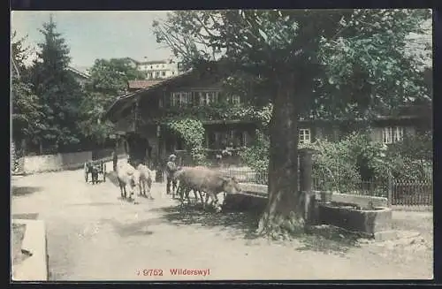 AK Wilderswil, Kühe an der Tränke