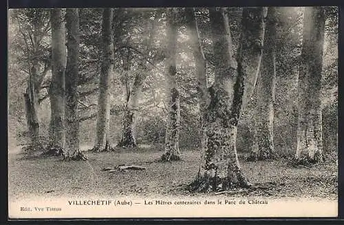 AK Villechétif, Les Hêtres centenaires dans le Parc du Château