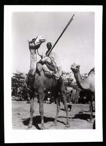 Fotografie Affaires Culturelles, Afrika / Tchad, Kamelreiter auf Kamel sitzend