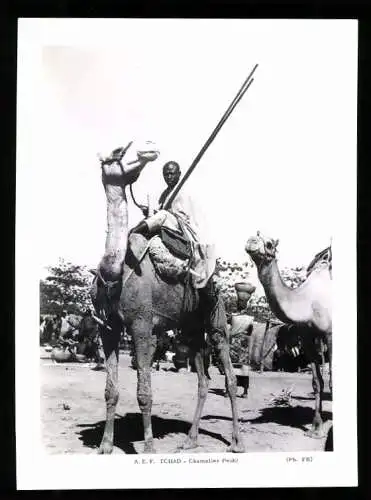 Fotografie Affaires Culturelles, Afrika / Tchad, Kamelreiter auf Kamel sitzend