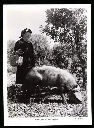 Fotografie Feher, Ramassage des Truffes, Bäuerin aus Lothringen sucht Trüffel mit Trüffelschwein