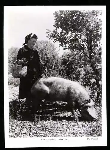 Fotografie Feher, Ramassage des Truffes, Bäuerin aus Lothringen sucht Trüffel mit Trüffelschwein