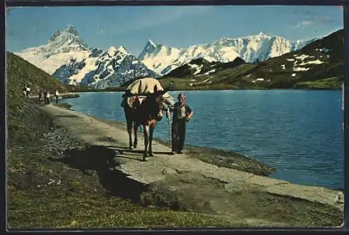 Foto-AK Emanuel Gyger: Bachalpsee, Maultiertransport auf das Faulhorn