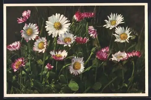 AK Gänselblümchen, Bellis perennis