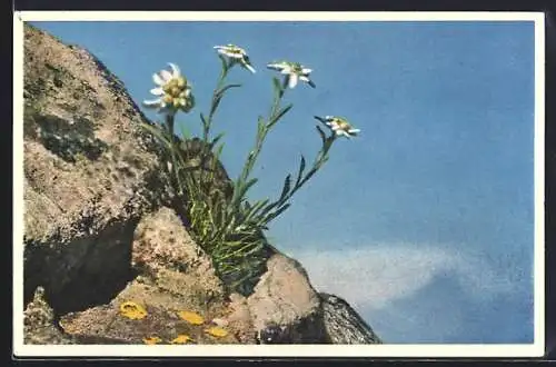 Foto-AK Emanuel Gyger: Edelweiss im Gebirge