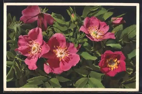 Foto-AK Emanuel Gyger: Rosa blühende Alpen-Heckenrose