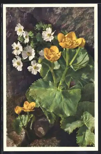 Foto-AK Emanuel Gyger: Ranunculus alpestris, Alpenhahnenfuss