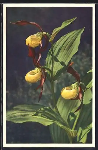 Foto-AK Emanuel Gyger: Frauenschuh, Blume