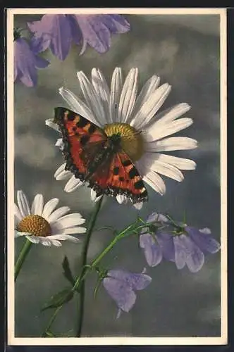 AK Schmetterling sitzt auf einer Margerite