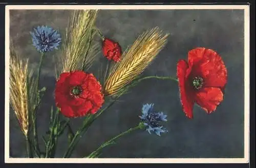 Foto-AK Emanuel Gyger: Feuermohn und Kornblumen
