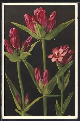 Foto-AK Emanuel Gyger: Purpurroter Enzian in Blüte