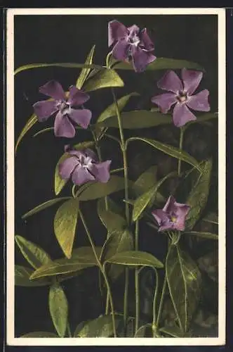 Foto-AK Emanuel Gyger: Vinca minor, Var rosea