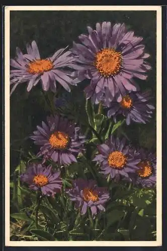 Foto-AK Emanuel Gyger: Violett blühende Alpen-Aster