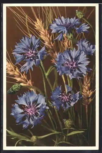 Foto-AK Emanuel Gyger: Kornblumen in voller Blüte