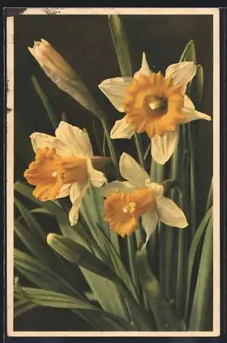 Foto-AK Emanuel Gyger: Gelbe Narzisse, Narcissus Pseudonarcissus