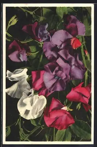 Foto-AK Emanuel Gyger: Wohlriechende Wicke in weiss, rot und violett