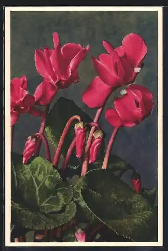 Foto-AK Emanuel Gyger: Rosa blühendes Alpenveilchen