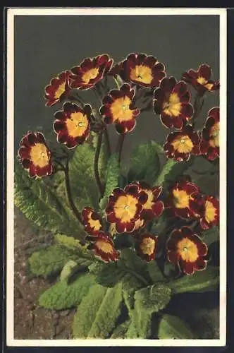 Foto-AK Emanuel Gyger: Rot-gelbe Gartenprimel in voller Blüte