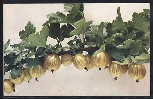 AK Serie: Früchte, Stachelbeeren