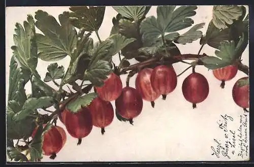 AK Ribes Grossularia, Stachelbeere