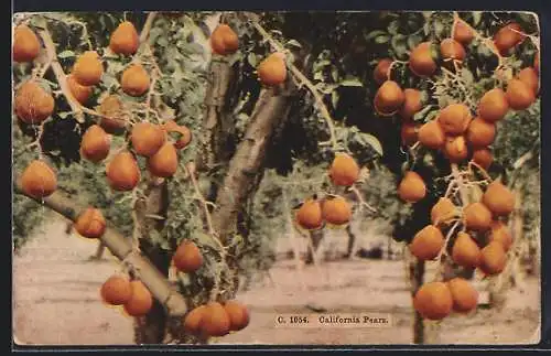 AK California Pears