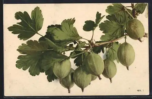 AK Stachelbeeren an einem Zweig