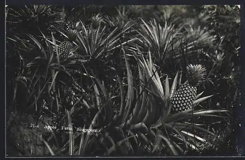 AK Singapore, Pine Apple Farm