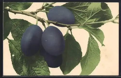 AK Reife Zwetschgen am Baum hängend