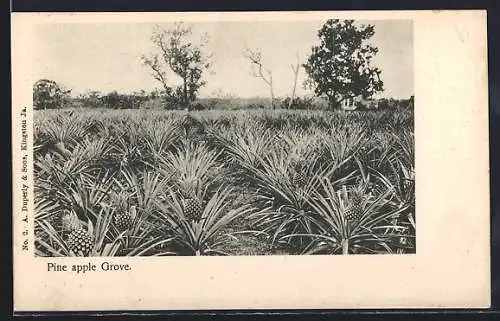 AK Pine apple Grove
