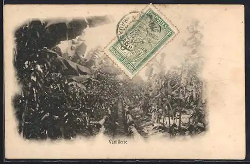 AK Vanillerie, Vanilleanbau