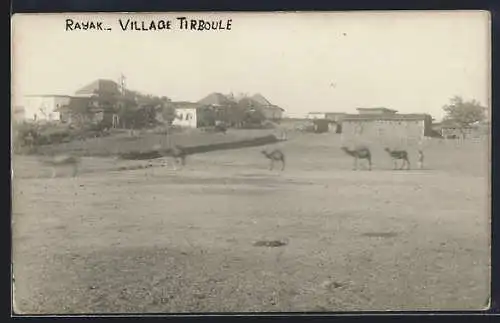 AK Ferzol, Village Tirboule, Rayak