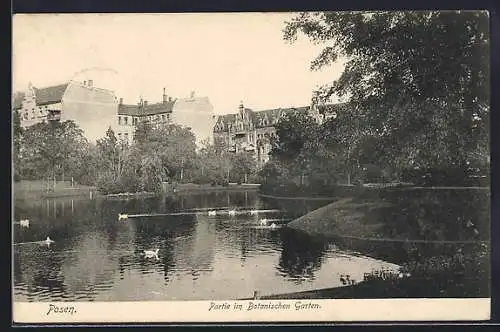 AK Posen, Partie im Botanischen Garten, Teich, Häuserpanorama