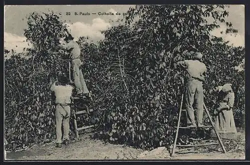 AK S. Paulo, Colheita de cafe