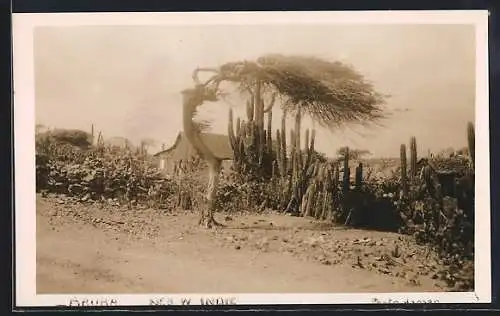 AK Aruba, Haus hinter windgeformten Baum u. Kakteen