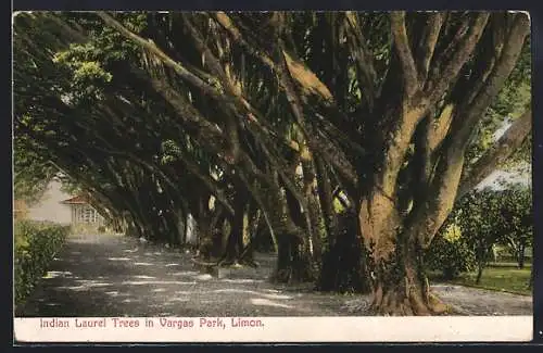 AK Vargas Park /Limon., Indian Laurel Trees