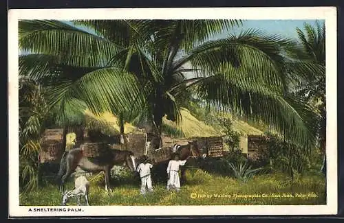 AK Puerto Rico, A sheltering Palm, Bauern mit Maultieren im Schatten einer Palme