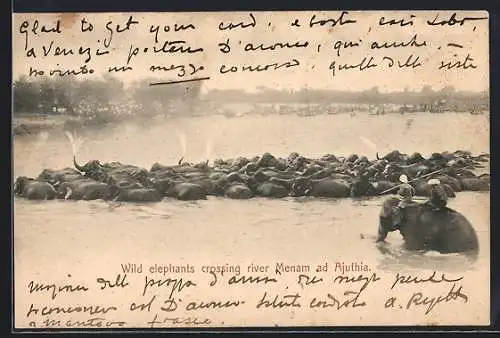 AK Wild elephants crossing river Menam ad Ajuthia, Elefanten