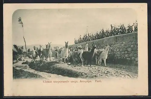 AK Arequipa, Lamas transportando carga