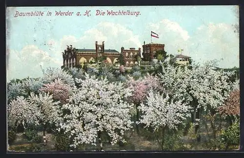 AK Werder a. H., Wachtelburg bei Baumblüte