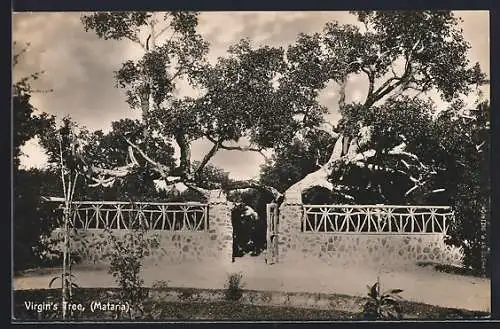 AK Mataria, Virgin`s Tree